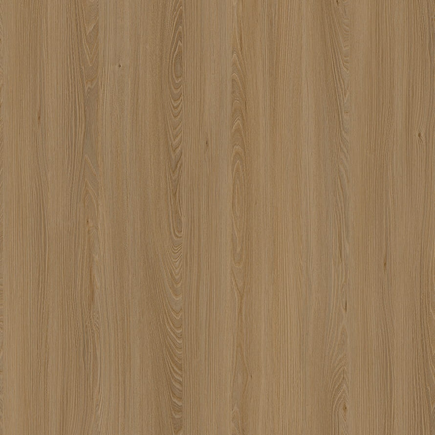 E11032 Caucase Elm