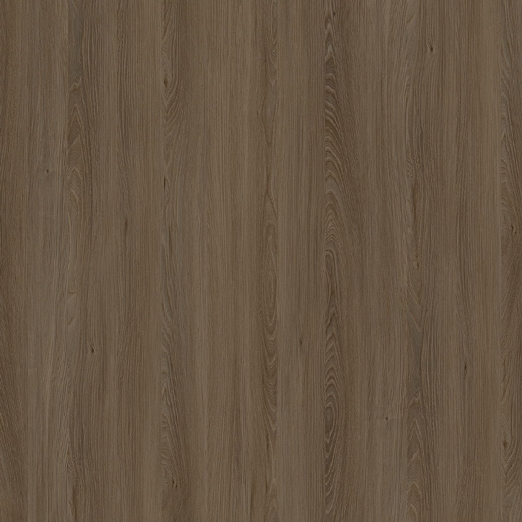 E11032 Caucase Elm