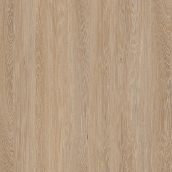 E11032 Caucase Elm